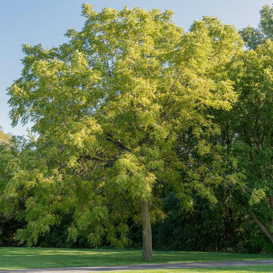 Black Walnut | Noyer noir
