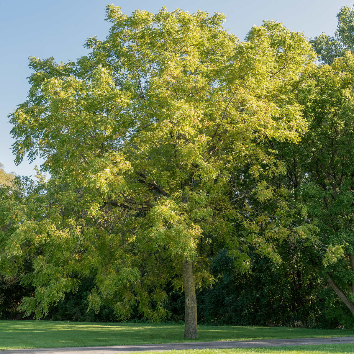 Black Walnut | Noyer noir