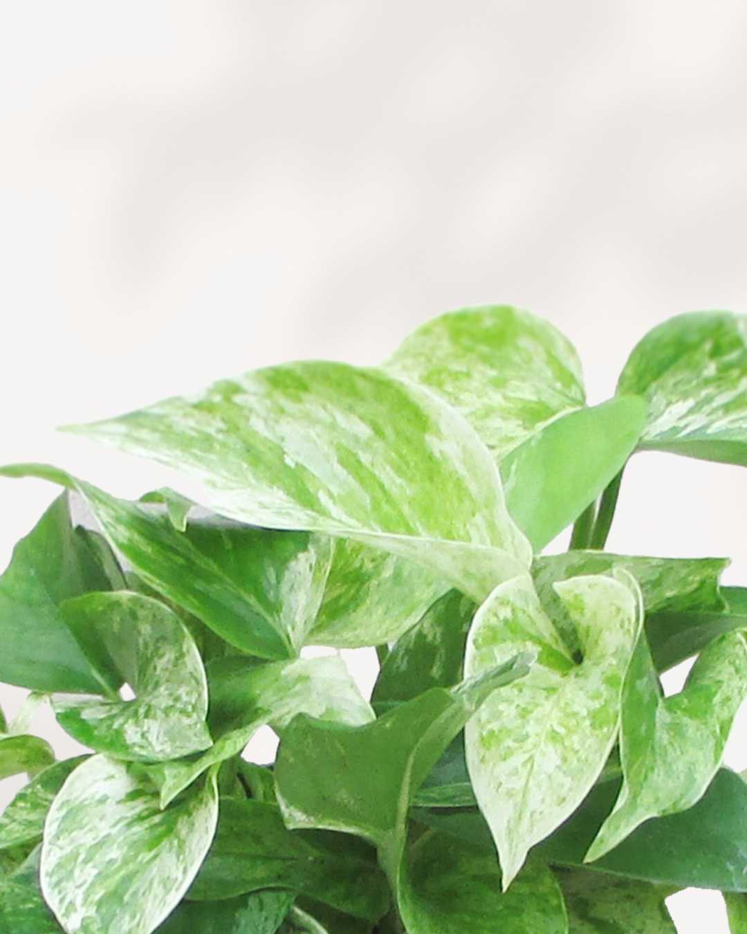 Marble Queen Pothos
