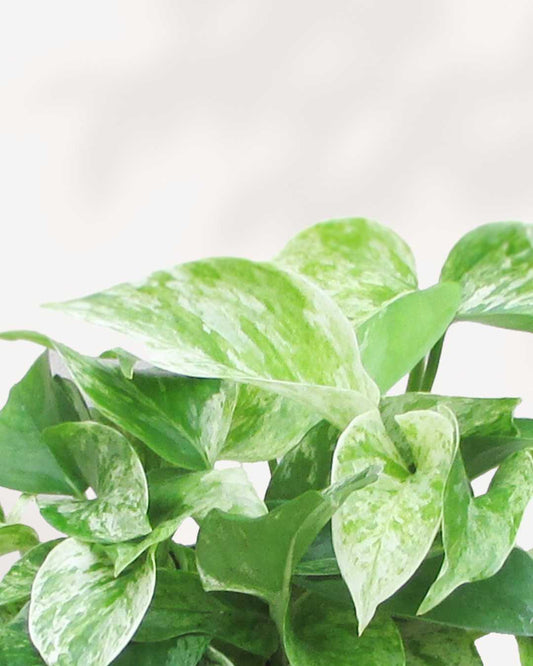 Marble Queen Pothos