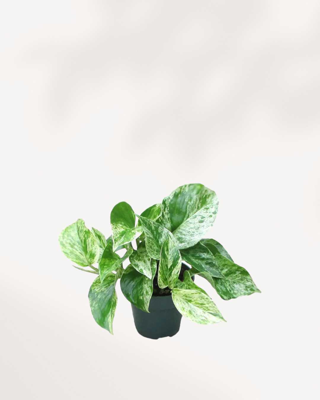 Marble Queen Pothos