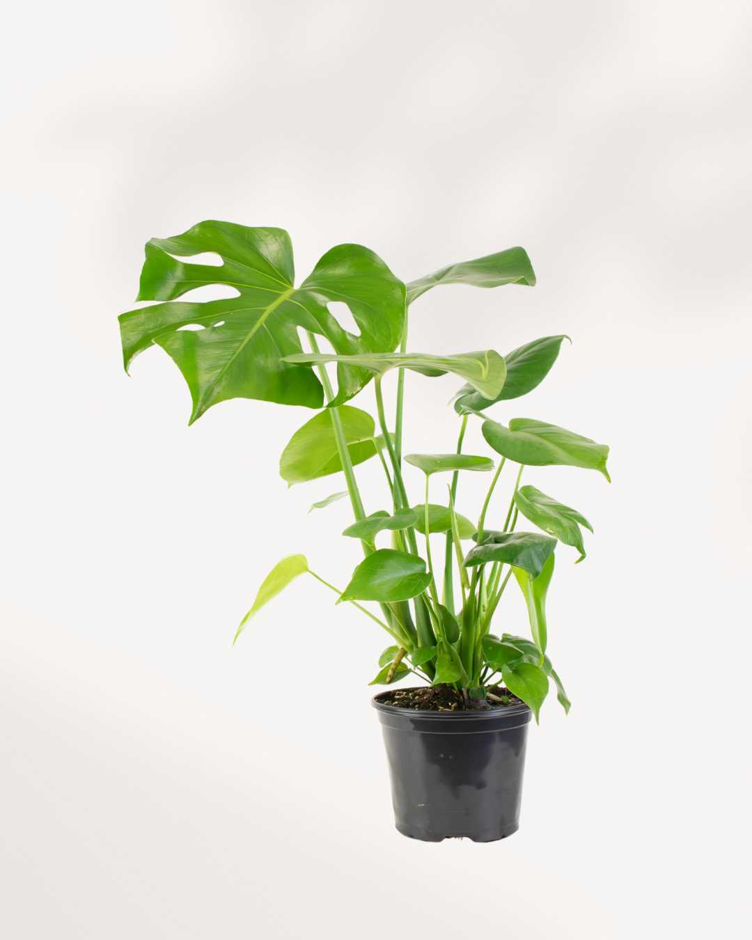 Monstera Deliciosa - Swiss Cheese