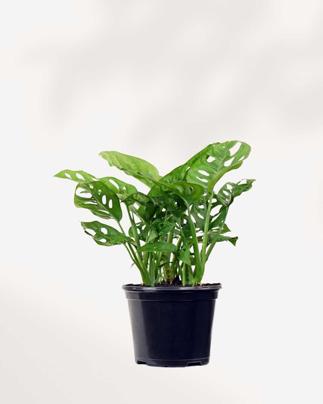 Monstera Adansonii