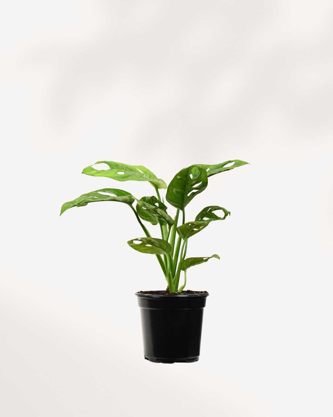 Monstera Adansonii