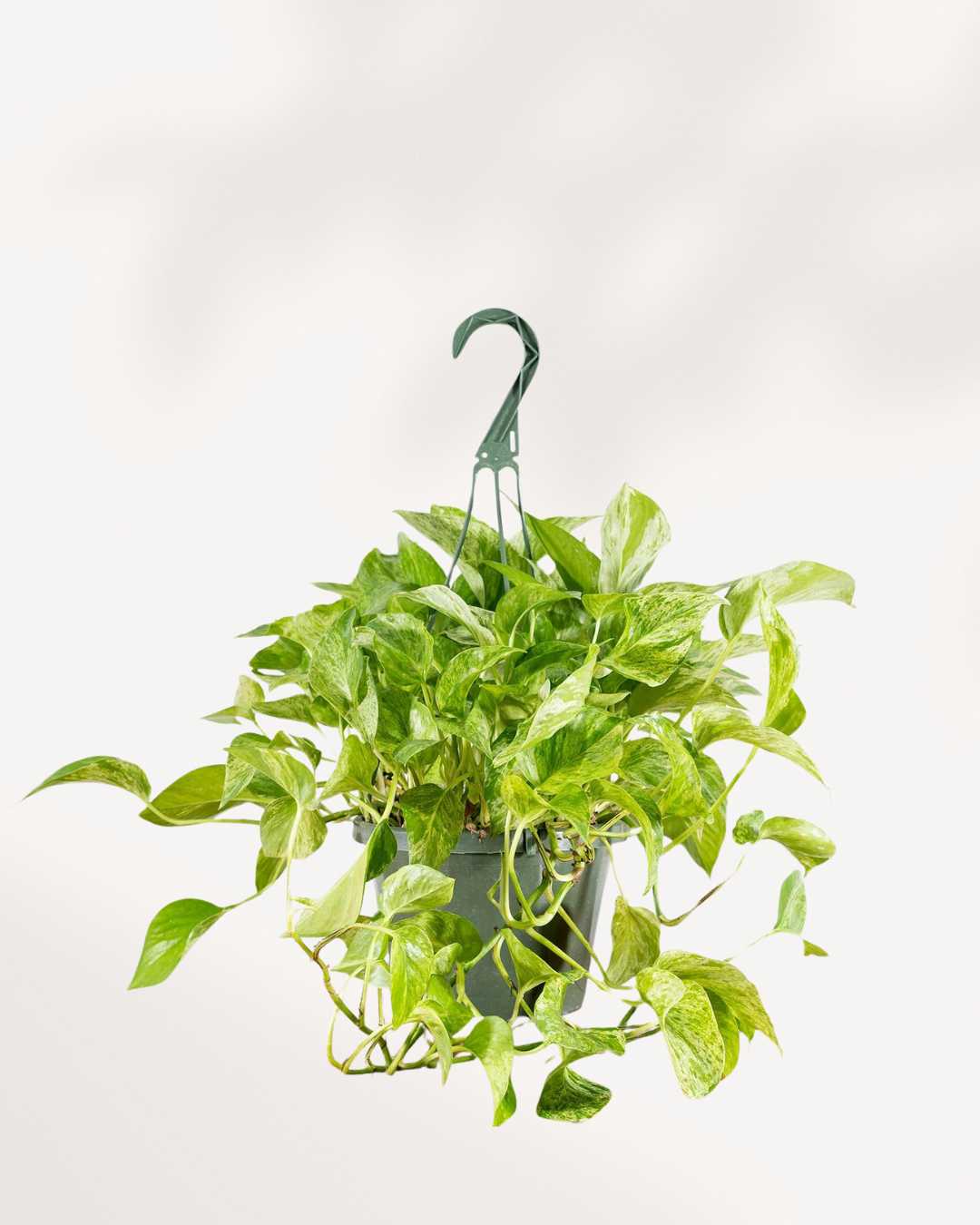 Marble Queen Pothos