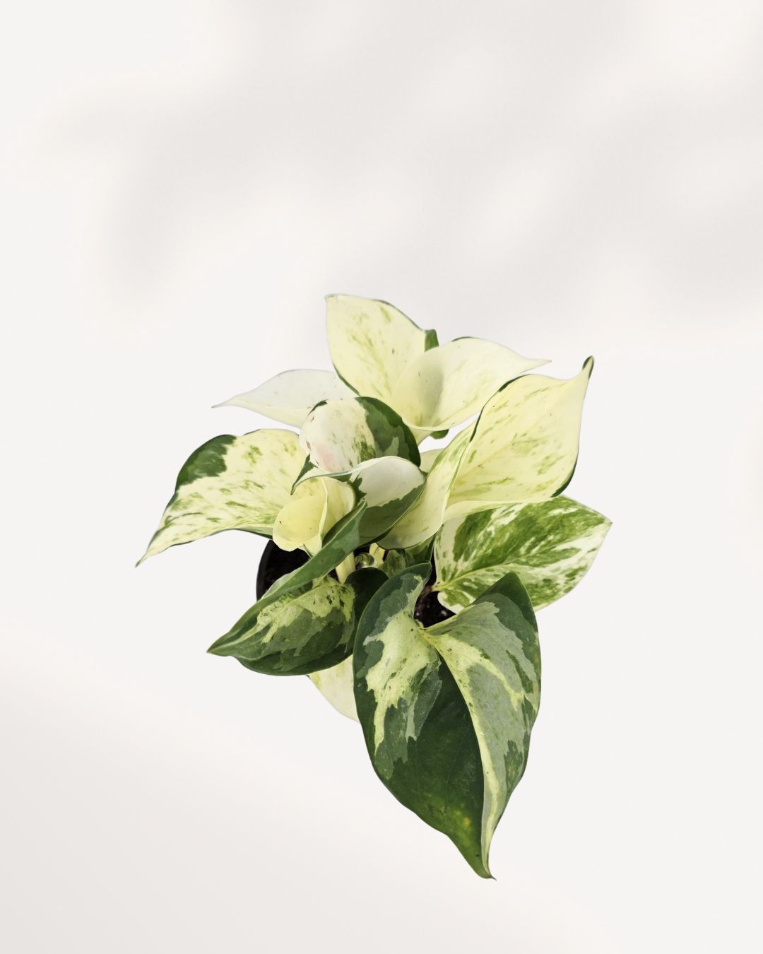 Pothos Majula - Epipremnum Aureum