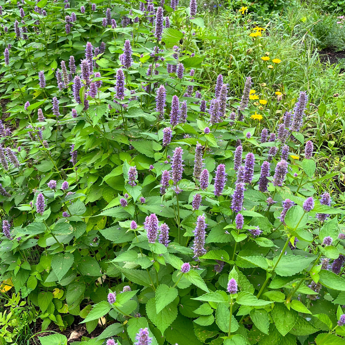 Anise Hyssop | Agastache fenouil