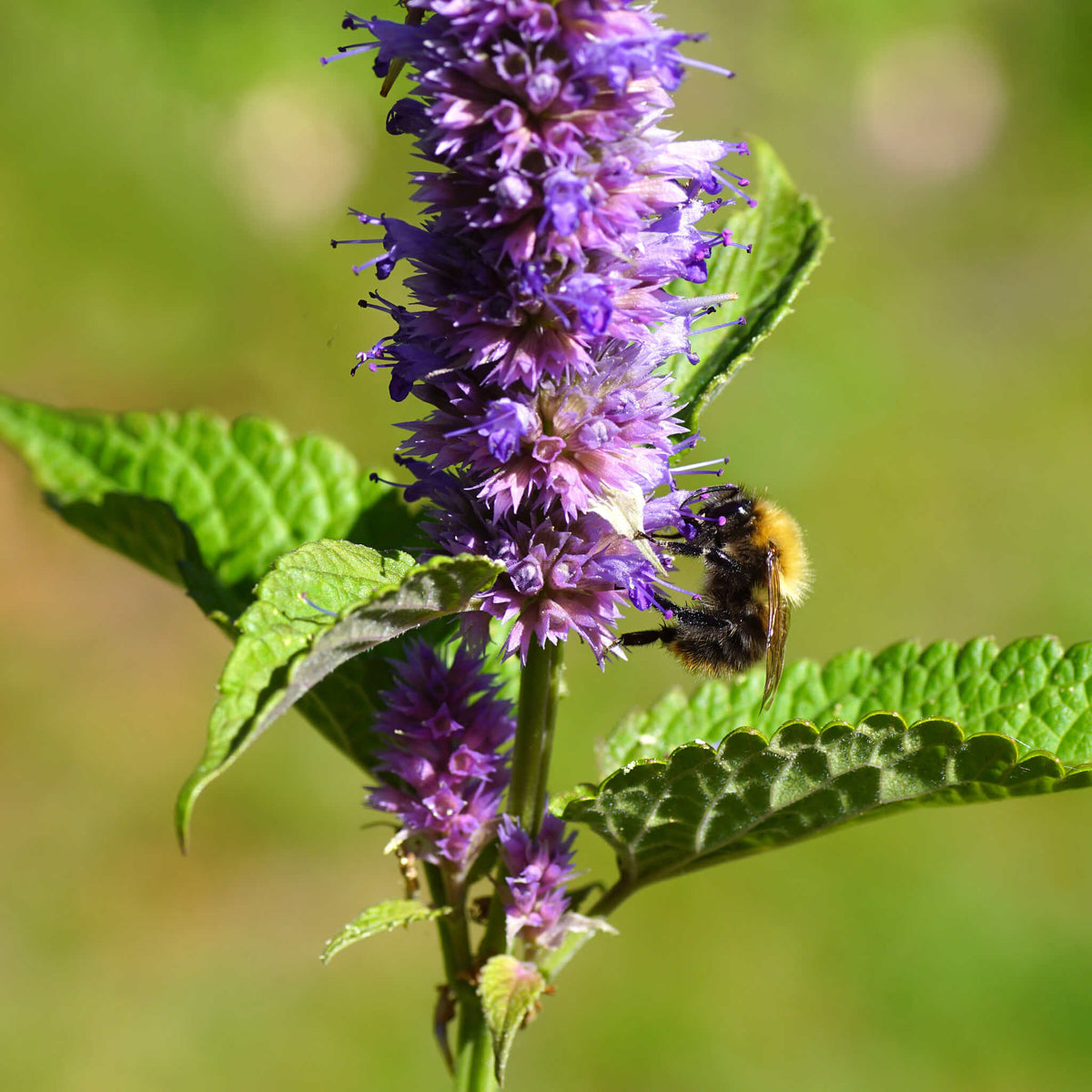 Anise Hyssop | Agastache fenouil