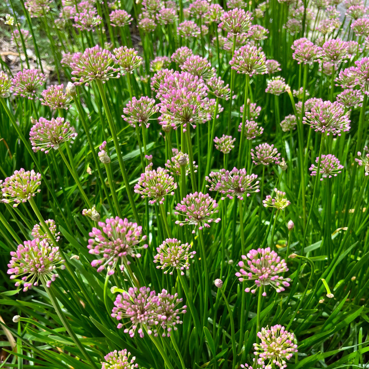 Prairie Onion | Ail étoilé