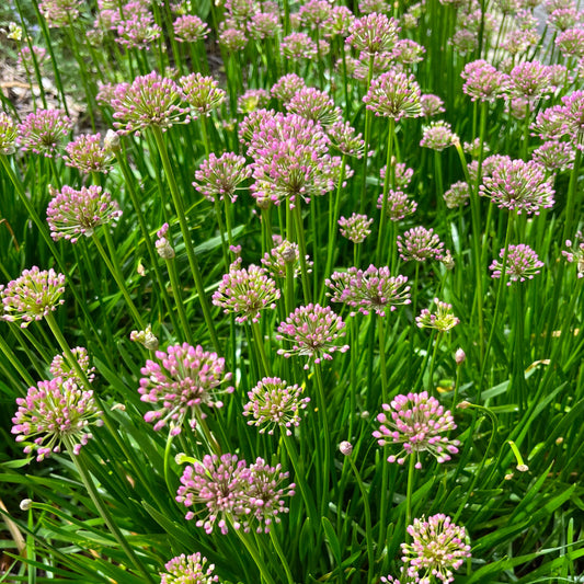 Prairie Onion | Ail étoilé