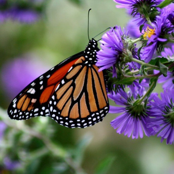 New England Aster | Aster de Nouvelle-Angleterre