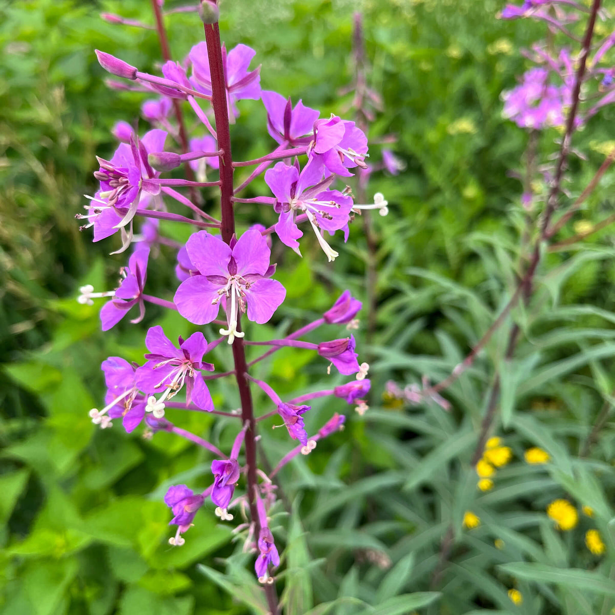 Fireweed | Épilobe à feuilles étroites