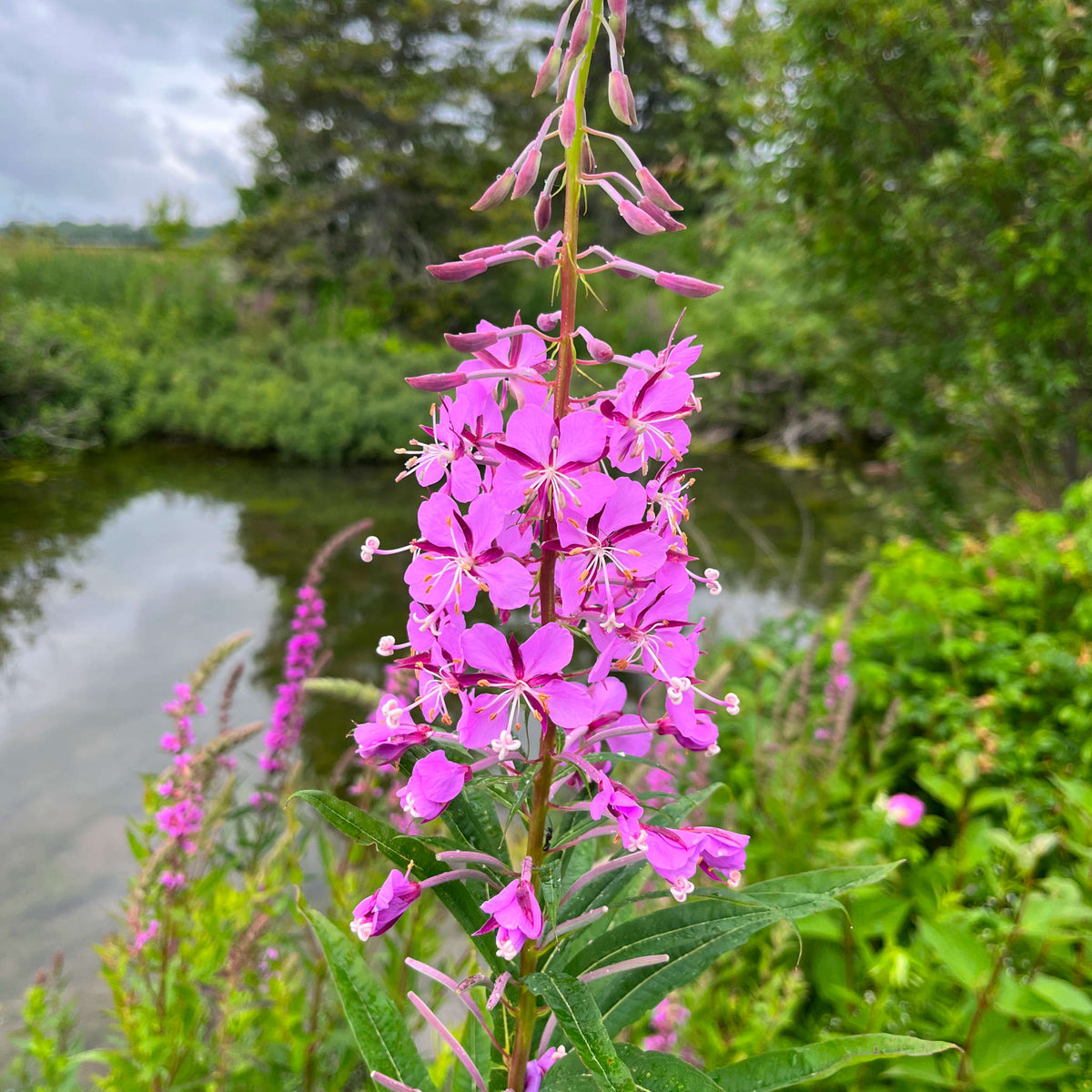 Fireweed | Épilobe à feuilles étroites