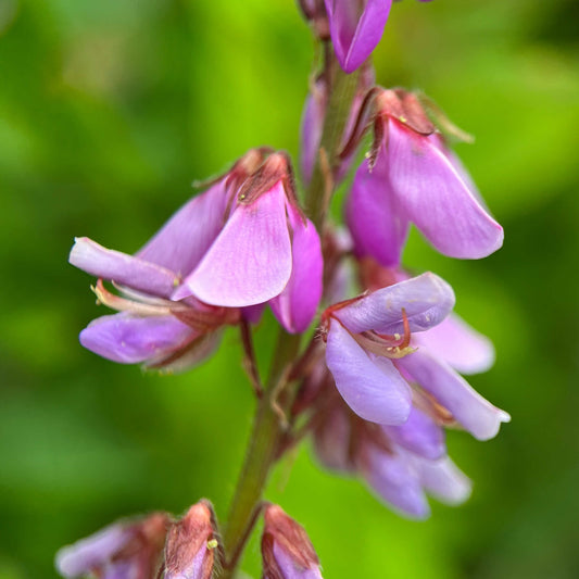 Showy Tick-Trefoil | Desmodie CAN