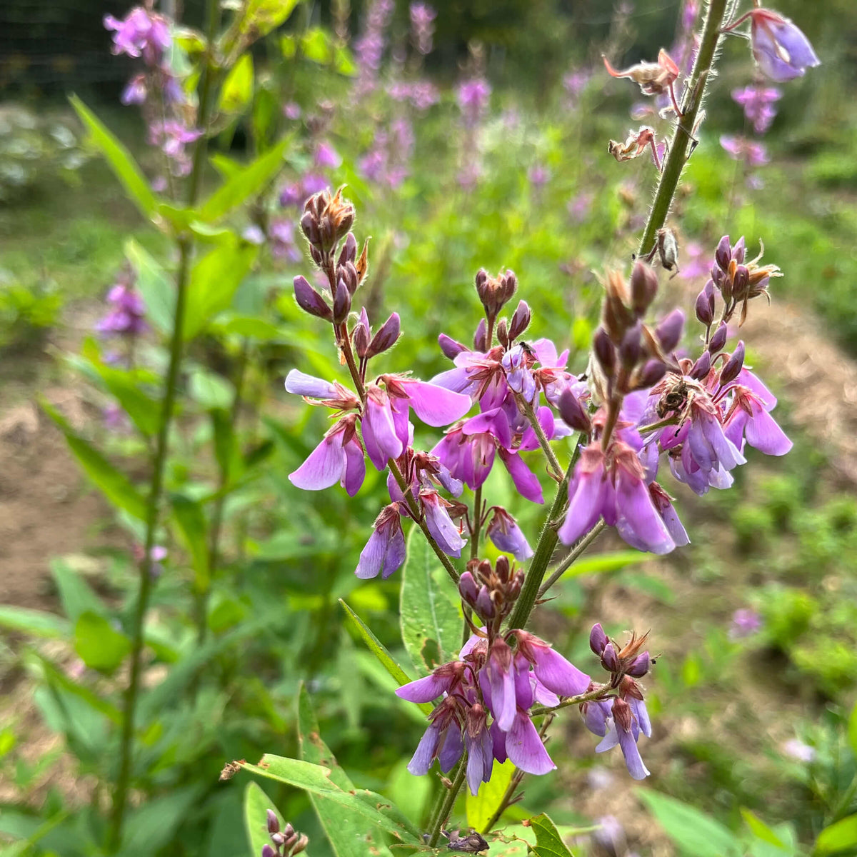 Showy Tick-Trefoil | Desmodie CAN