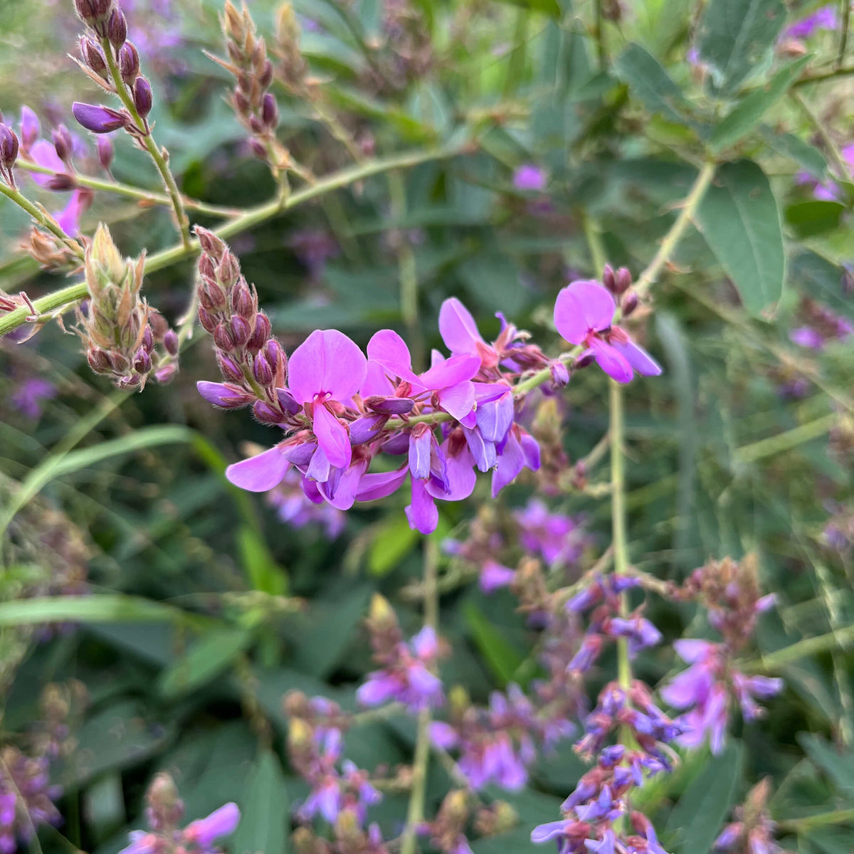 Showy Tick-Trefoil | Desmodie CAN