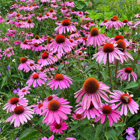 Purple Coneflower | Échinacée pourpre