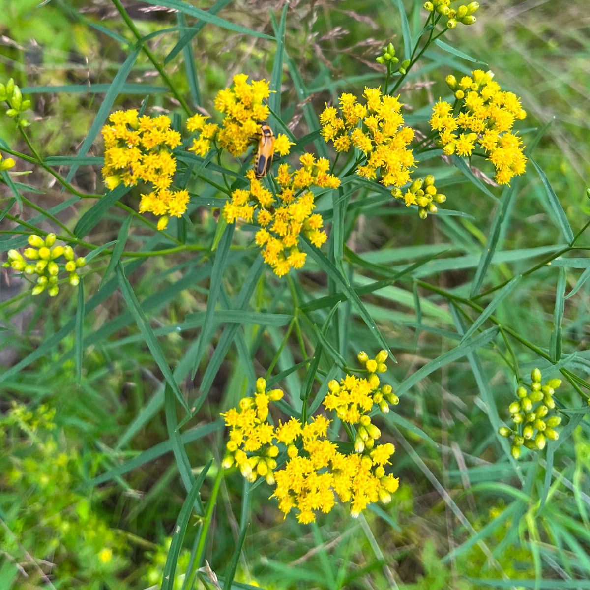 Grass-Leaved Goldenrod | Verge d'or à feuilles de graminée