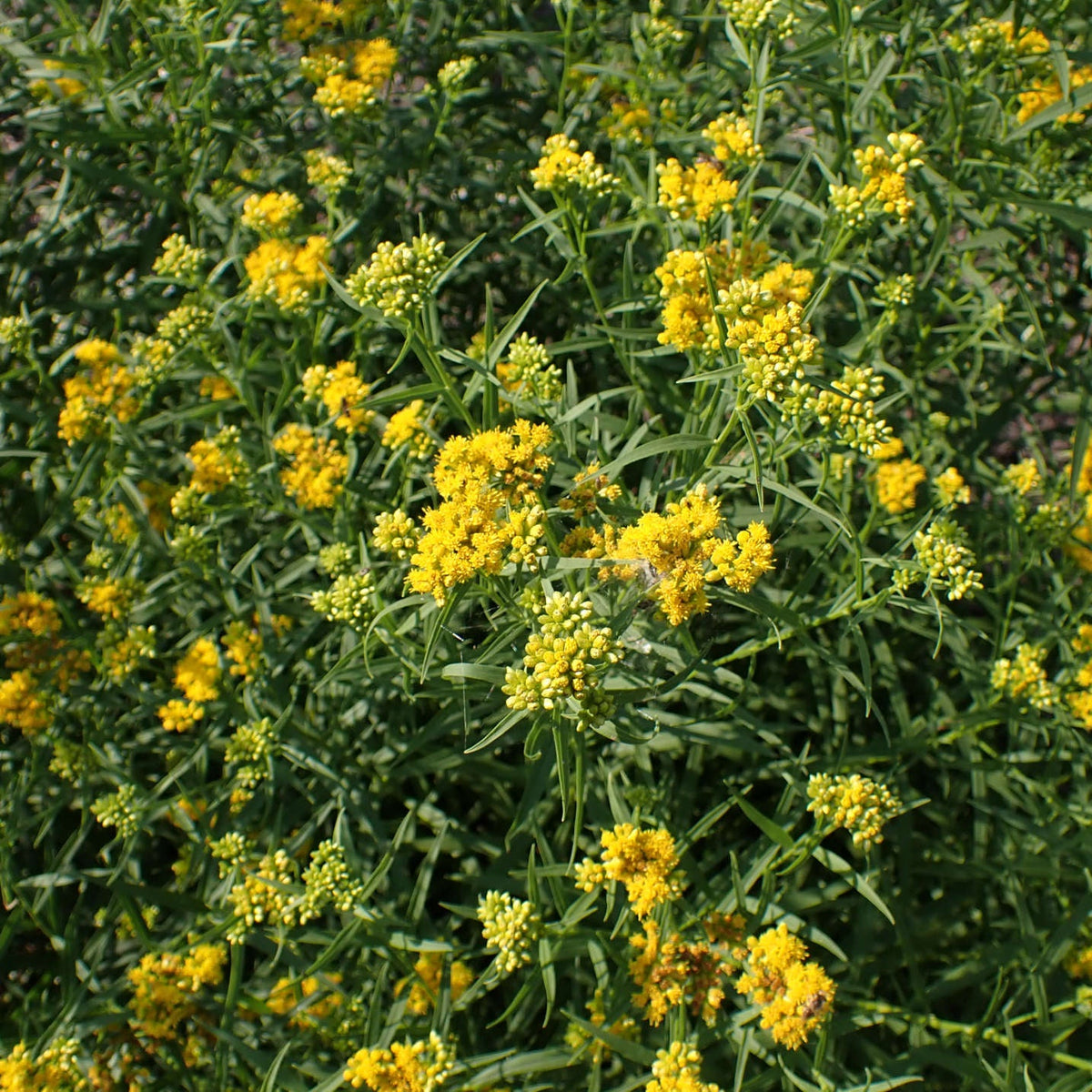 Grass-Leaved Goldenrod | Verge d'or à feuilles de graminée