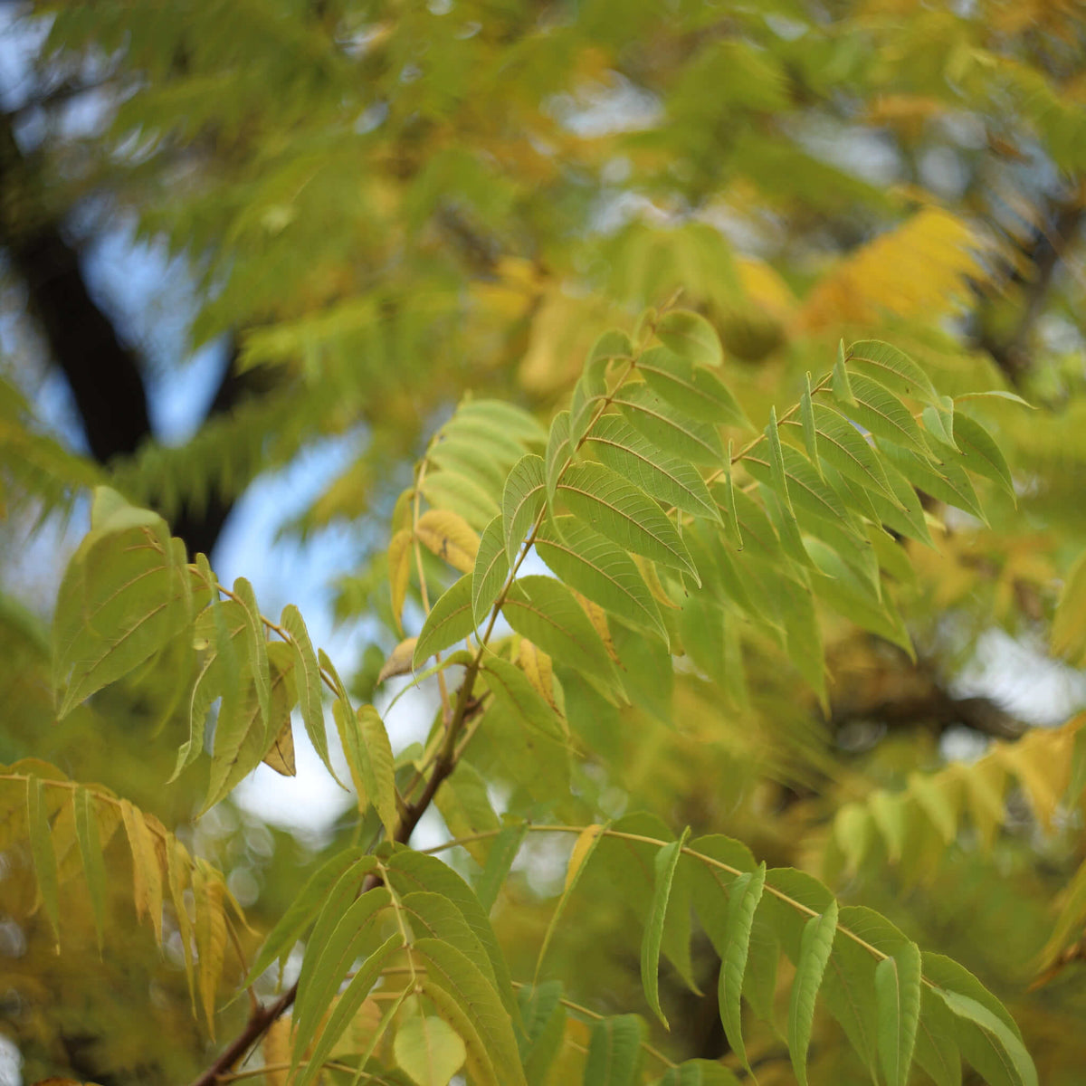 Black Walnut | Noyer noir