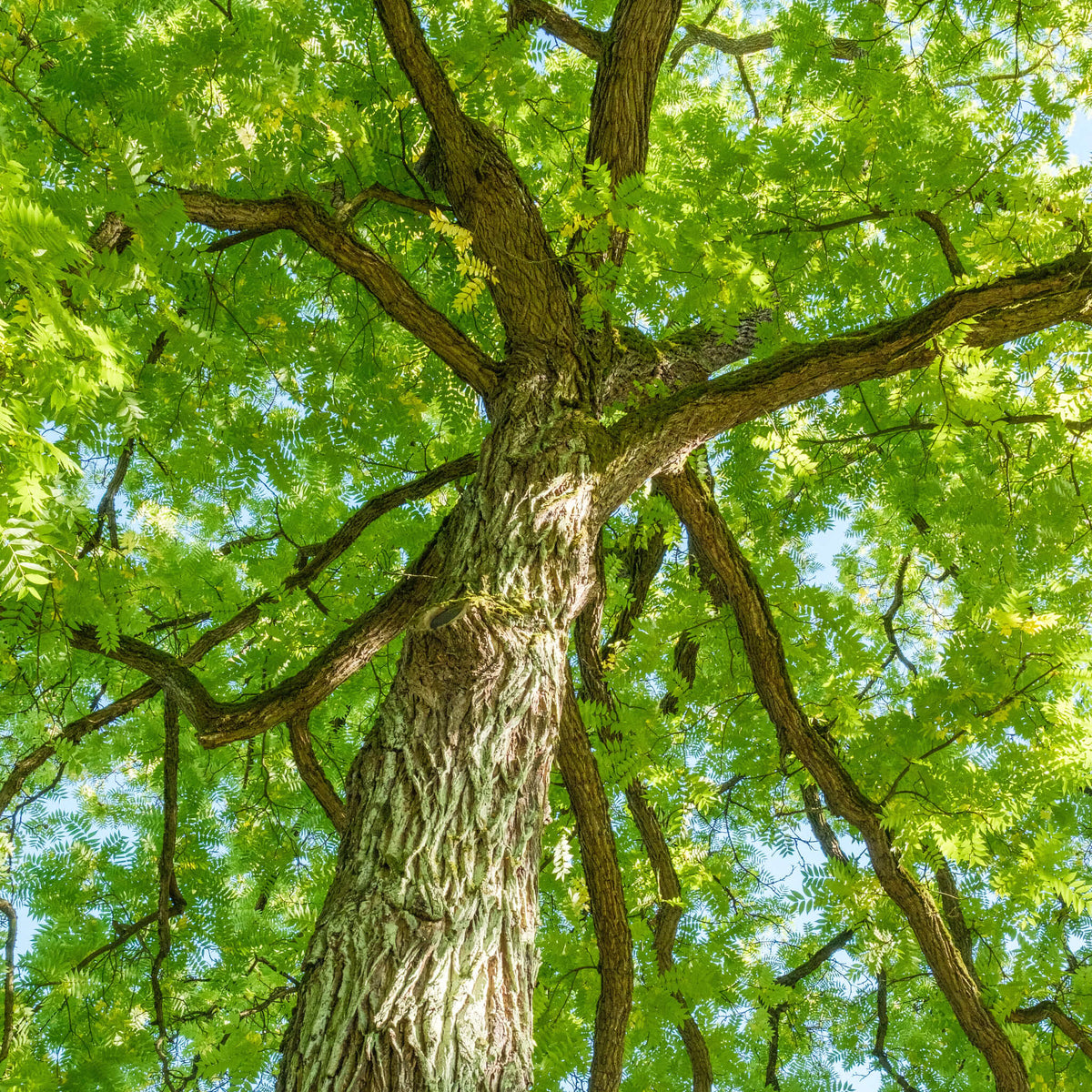 Black Walnut | Noyer noir