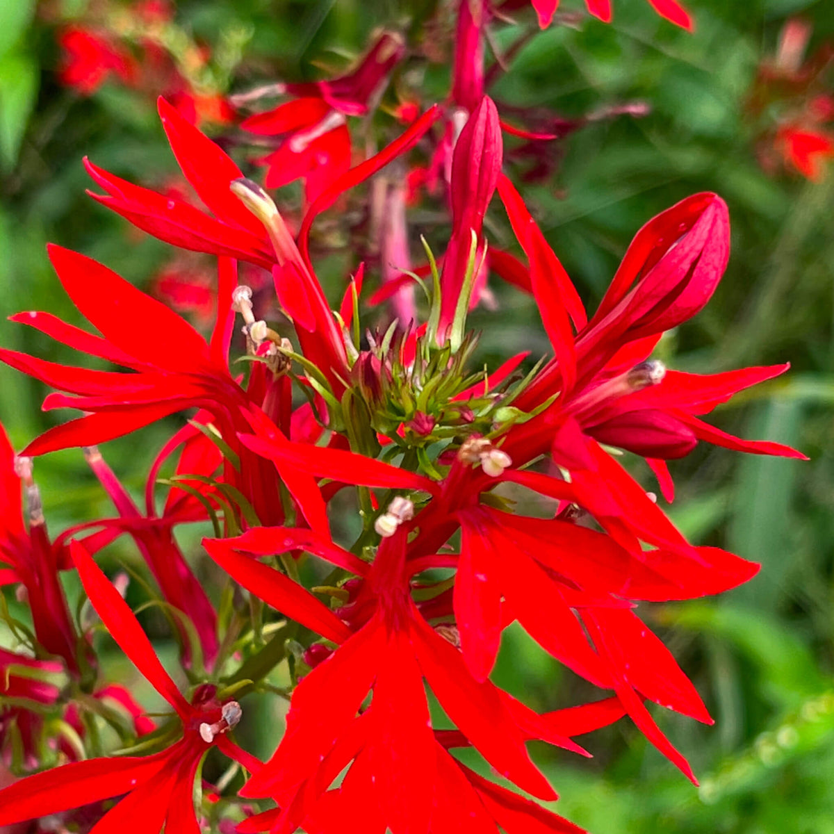 Cardinal Flower | Lobélie cardinale