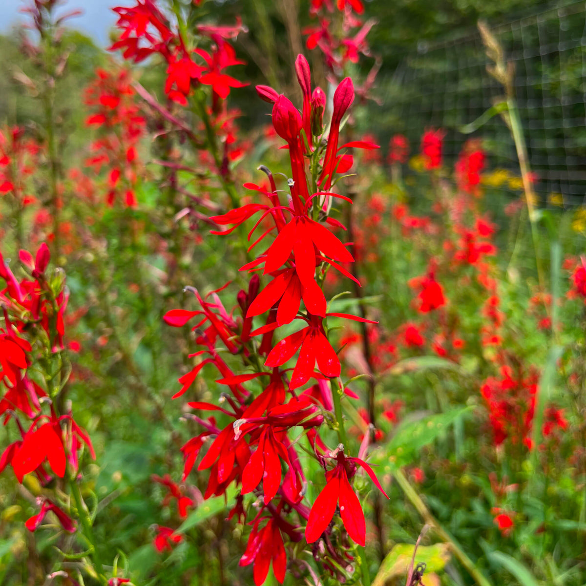 Cardinal Flower | Lobélie cardinale