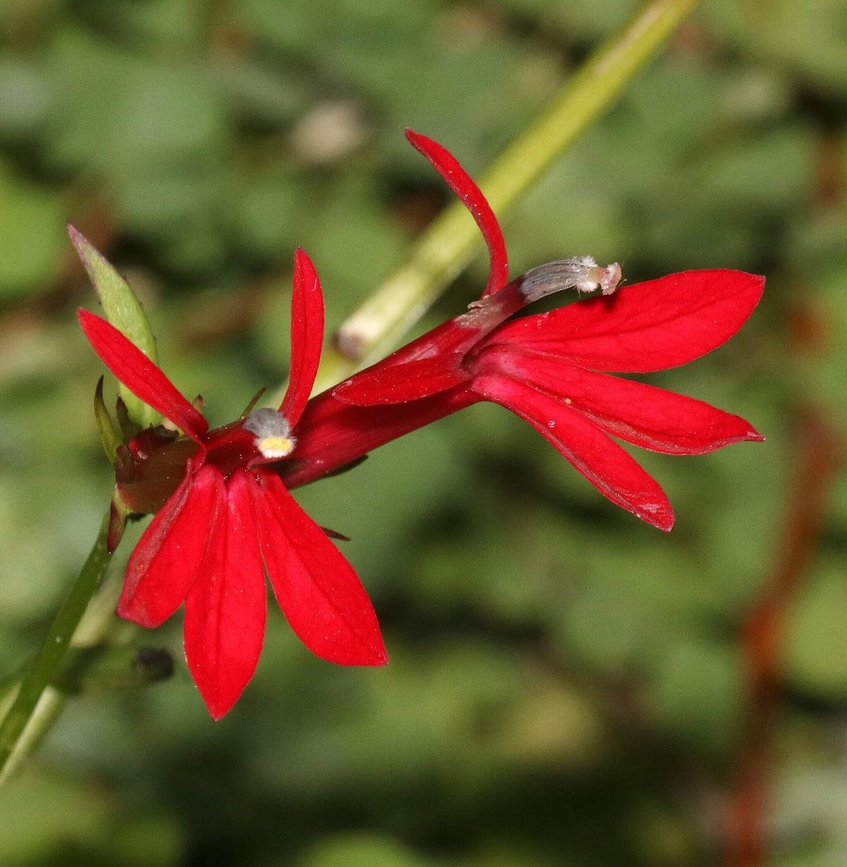 Cardinal Flower | Lobélie cardinale