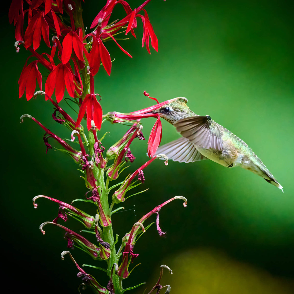 Cardinal Flower | Lobélie cardinale