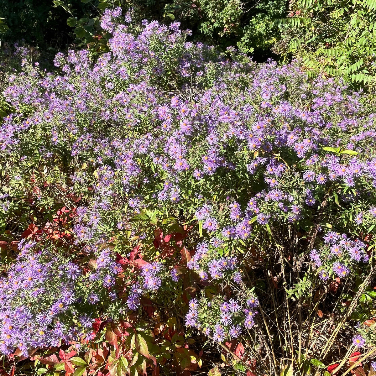 New England Aster | Aster de Nouvelle-Angleterre