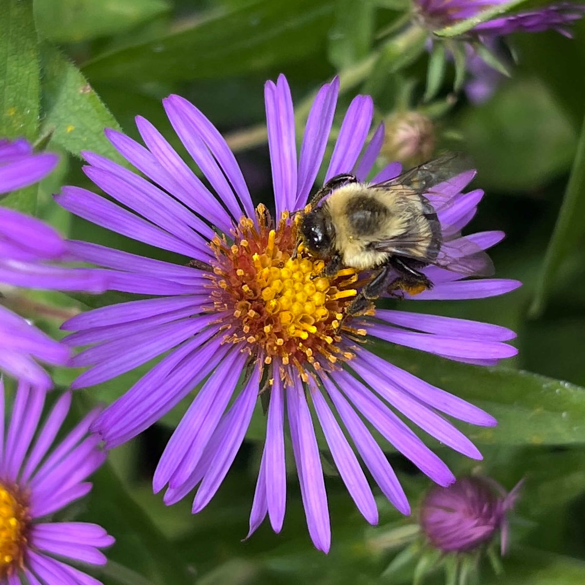 New England Aster | Aster de Nouvelle-Angleterre