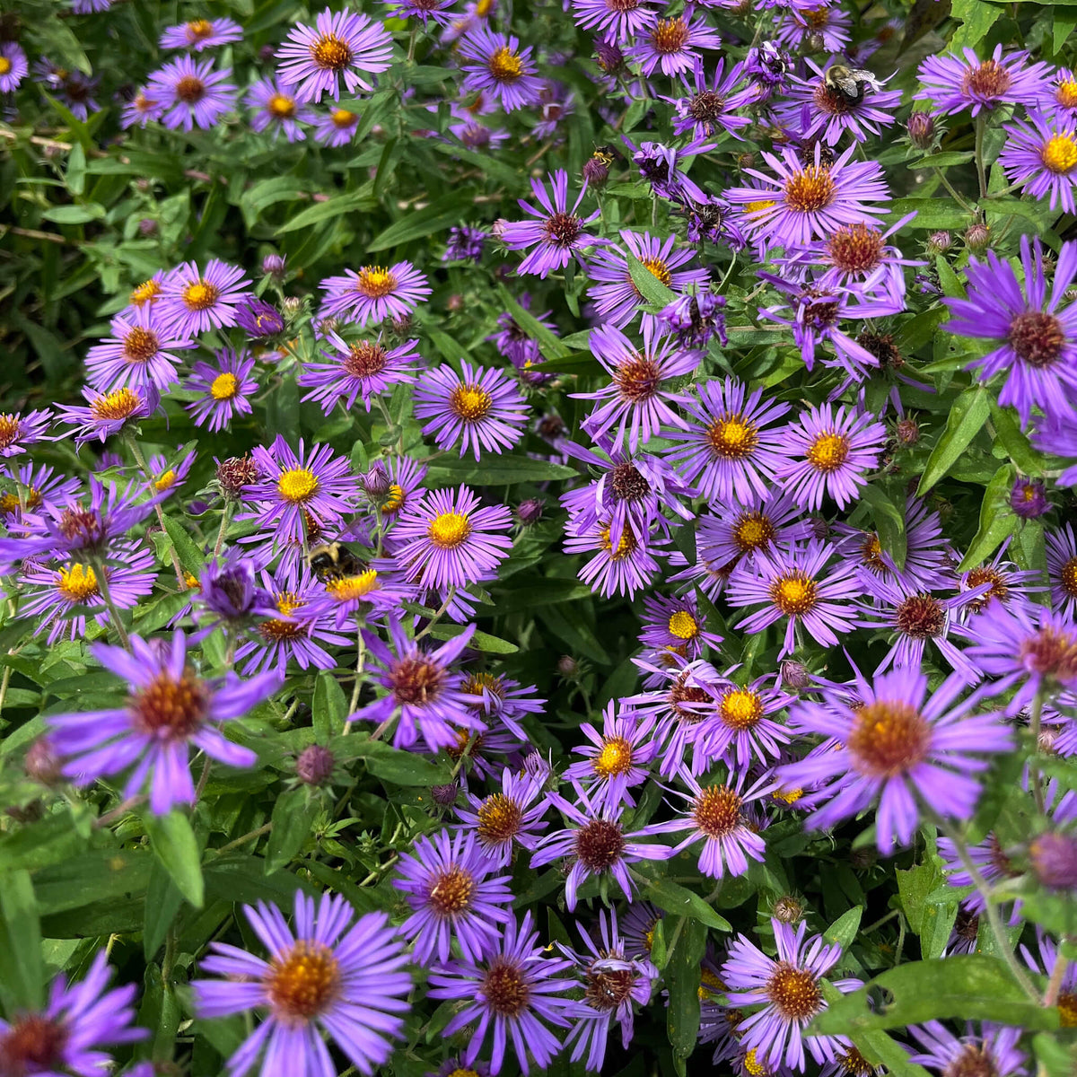 New England Aster | Aster de Nouvelle-Angleterre