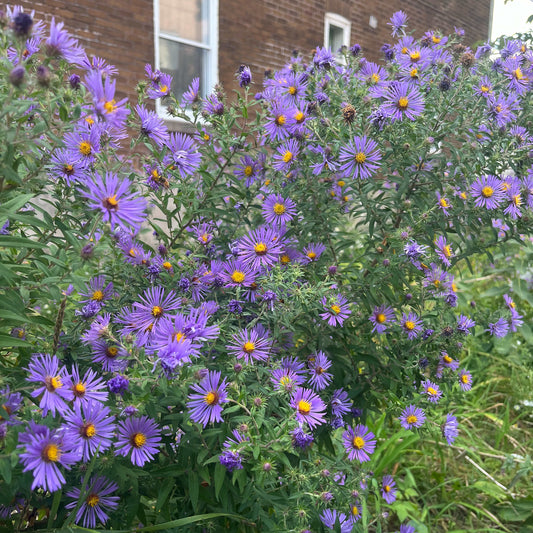 New England Aster | Aster de Nouvelle-Angleterre