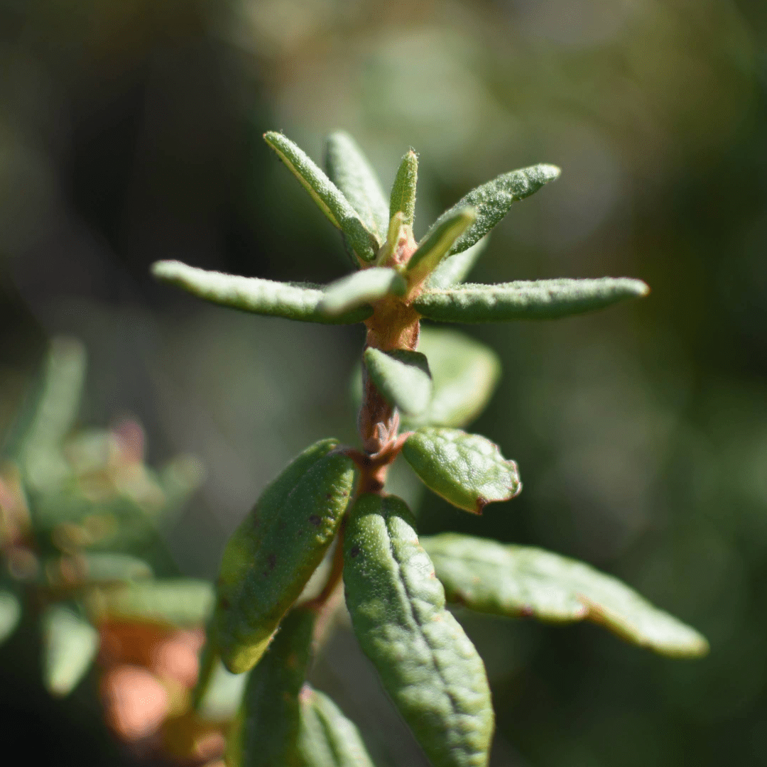 Labrador Tea (Rhododendron) Dried Whole Leaves | Thé du Labrador | Feuille entière séchée