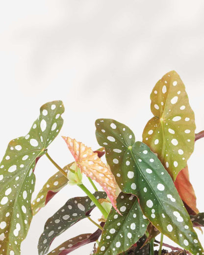 Begonia Maculata