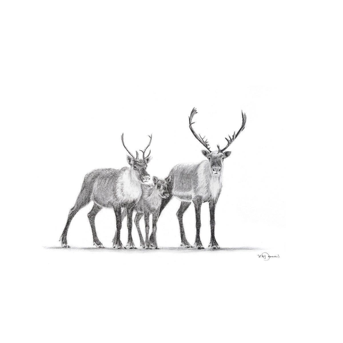 Caribou Family