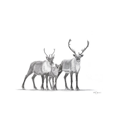 Caribou Family