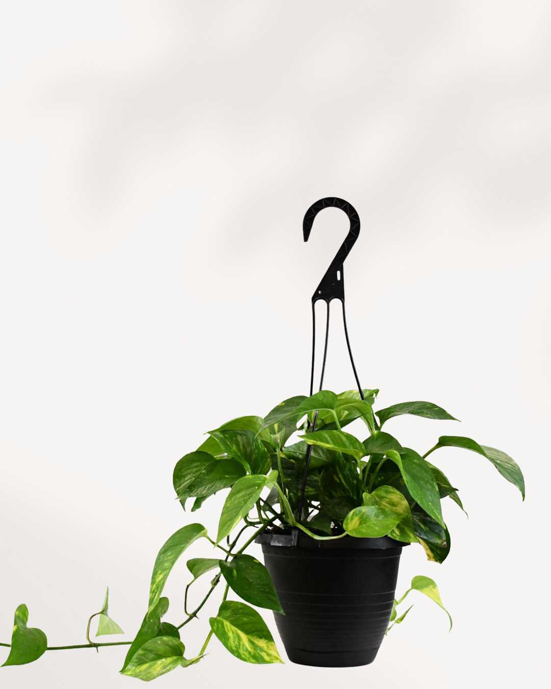 Pothos Golden