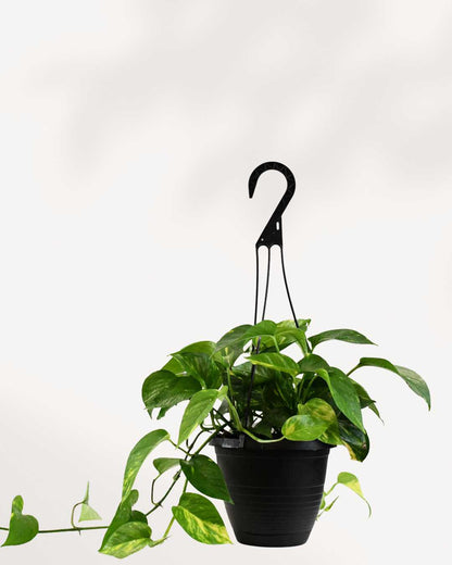Pothos Golden
