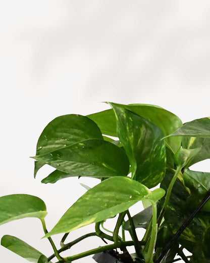 Pothos Golden