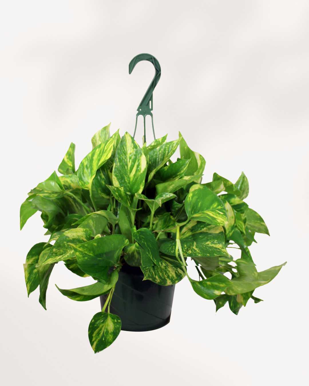 Pothos Golden