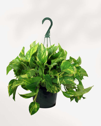 Pothos Golden