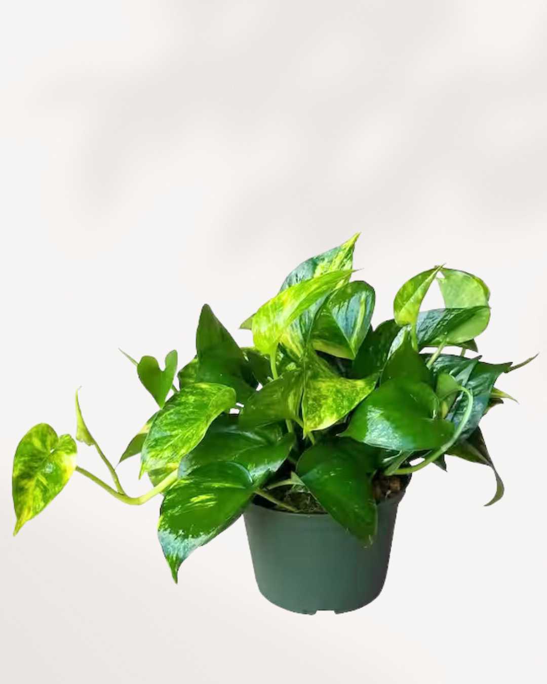 Pothos Golden