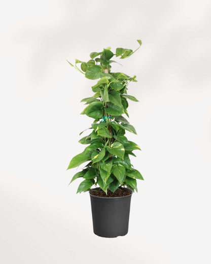 Pothos Golden