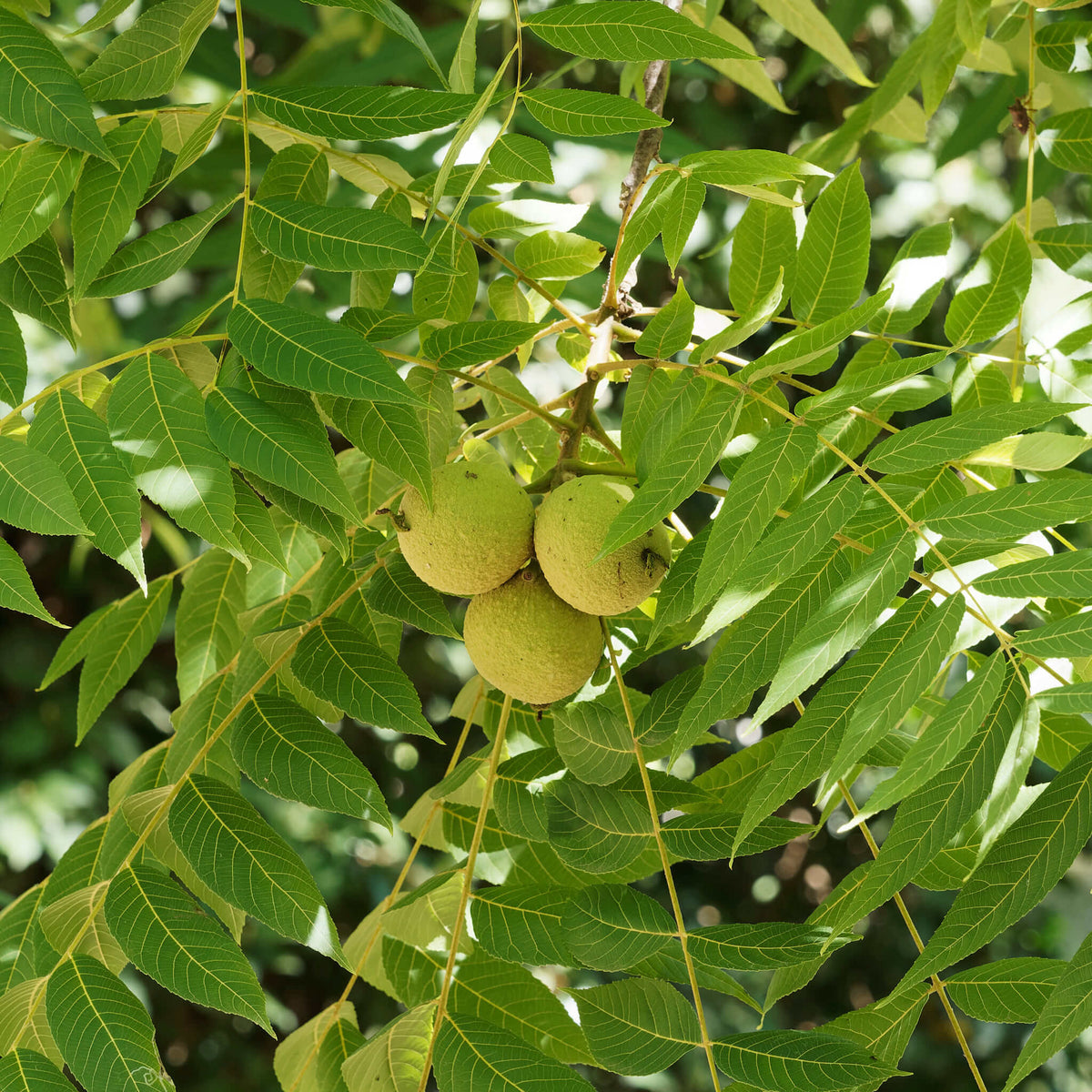 Black Walnut | Noyer noir