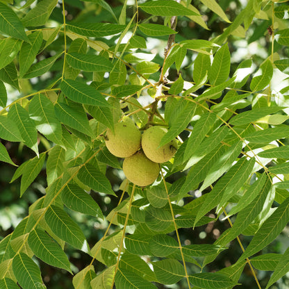 Black Walnut | Noyer noir