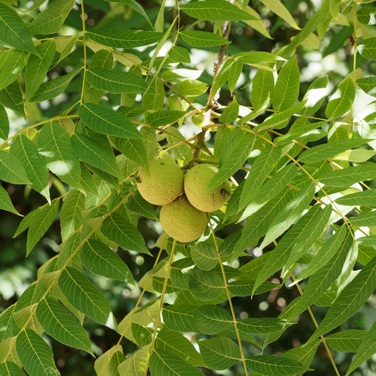 Black Walnut | Noyer noir