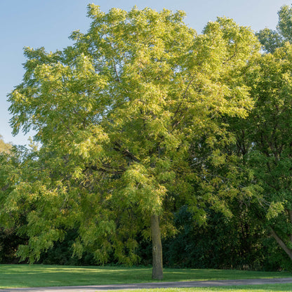 Black Walnut | Noyer noir