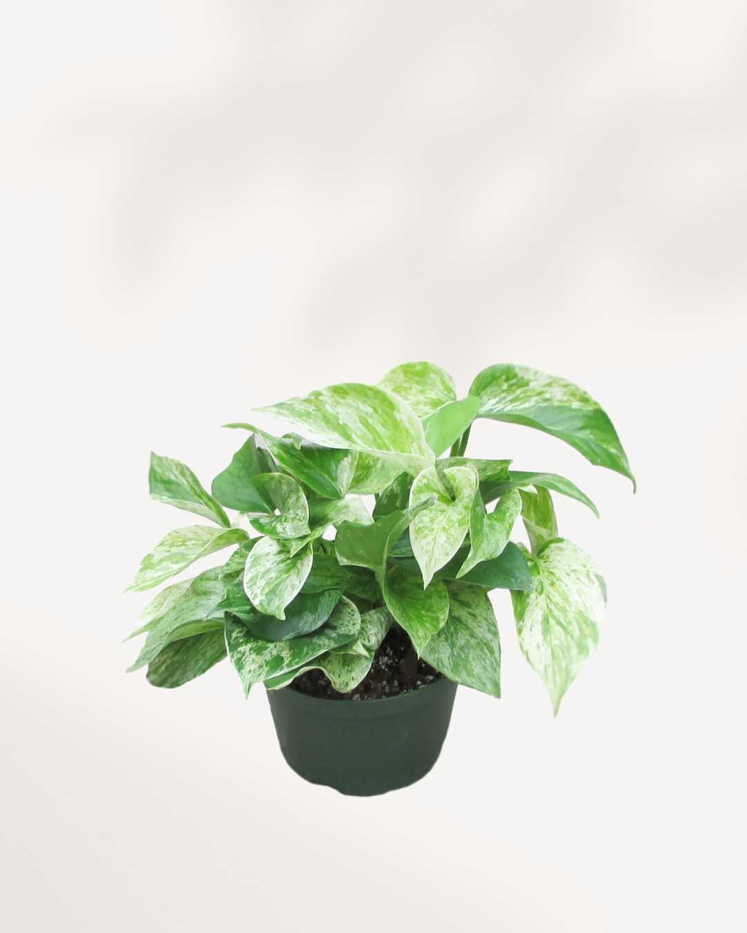 Marble Queen Pothos