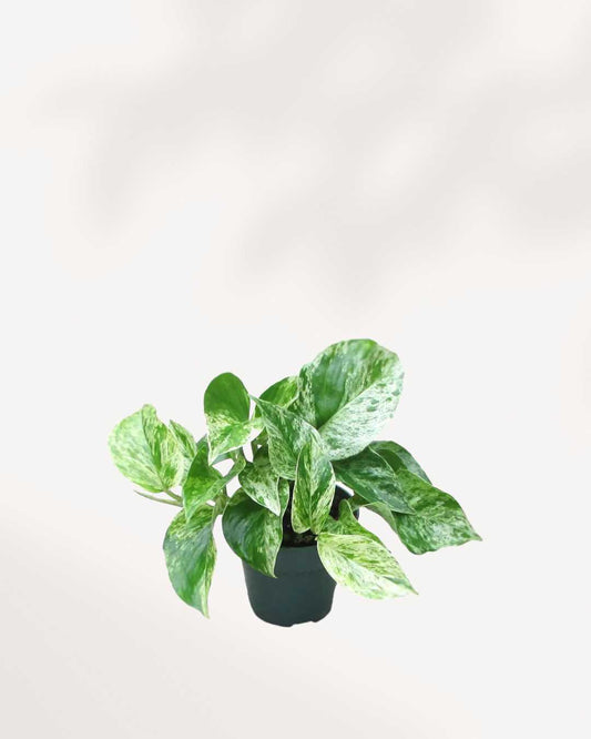 Marble Queen Pothos